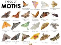 Moth Treatment Perth image 2